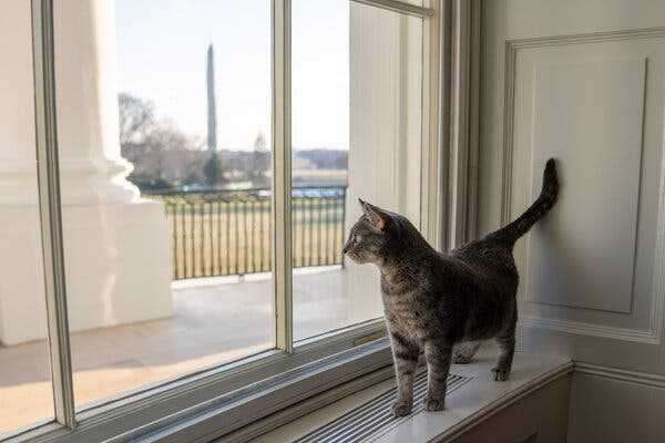 Relax, America: Willow, the White House Cat, Has Arrived | INFBusiness.com