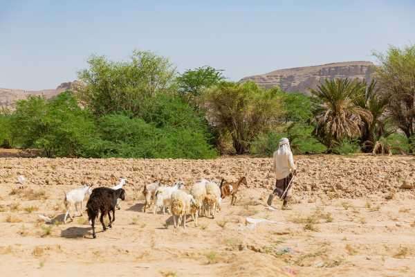 What Yemen Can Learn From Farmers in India | INFBusiness.com