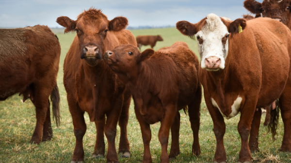 New battle looms on hormone treated beef in UK/Canada trade talks | INFBusiness.com