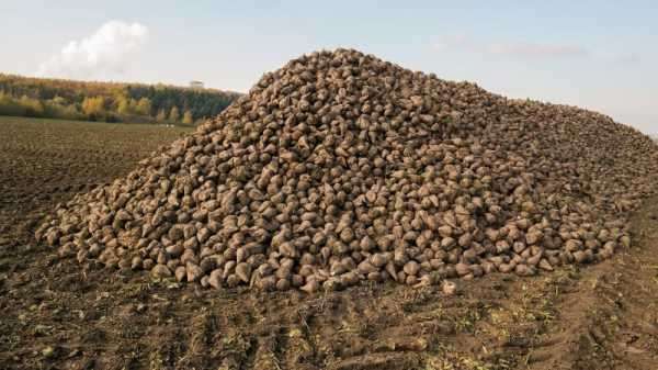 Brexit bureaucracy leaves British beet rotting | INFBusiness.com