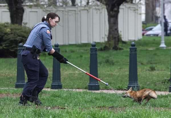 Fox Captured on Capitol Grounds After Reports of Attacks | INFBusiness.com