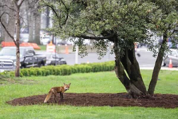 Wild Fox on Capitol Hill Is Euthanized After Attacks | INFBusiness.com