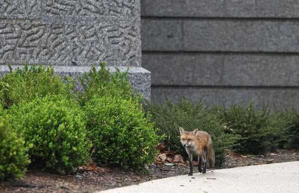 Capitol Fox’s Three Kits Euthanized After Rabies Exposure | INFBusiness.com