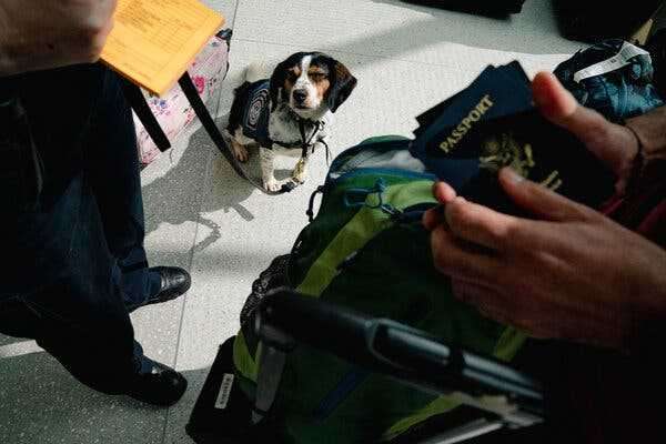 Meet the Canine Officers Guarding American Agriculture | INFBusiness.com