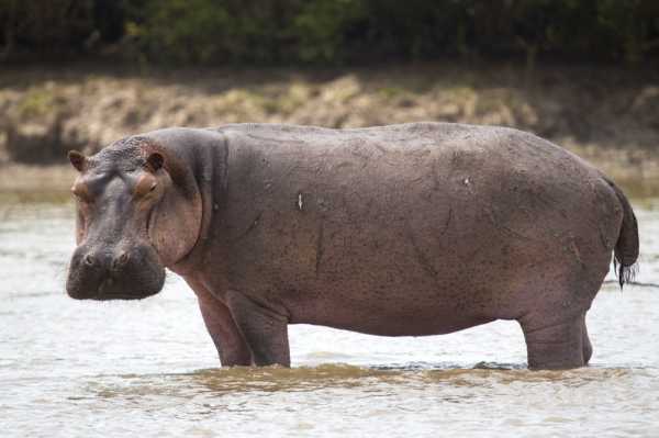 How the EU is failing to help the hippo | INFBusiness.com