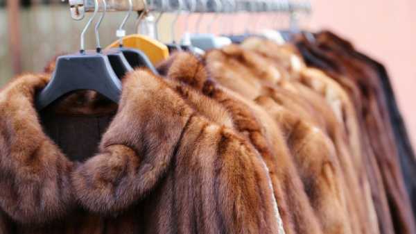 Finnish fur industry going out of fashion | INFBusiness.com