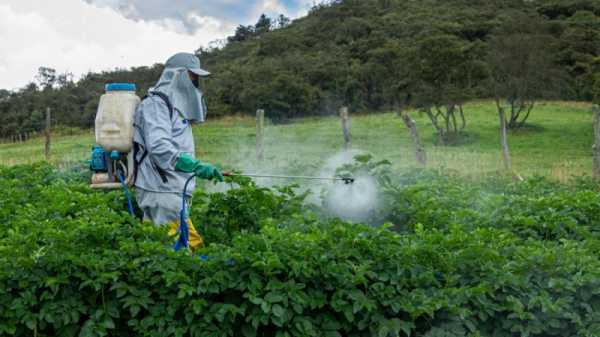NGOs ask Belgian Council of State to suspend authorisation of two insecticides | INFBusiness.com