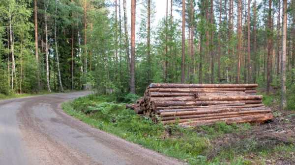 Logging continues in Finland’s Lapland despite protests | INFBusiness.com