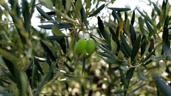 Albania’s olive oil industry struggles with overproduction, EU solution on horizon | INFBusiness.com