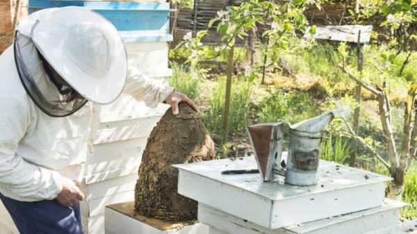 Bulgarian beekeepers want answers on use of EU-banned pesticides | INFBusiness.com