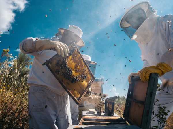EU ministers relaunch call to improve honey labelling | INFBusiness.com
