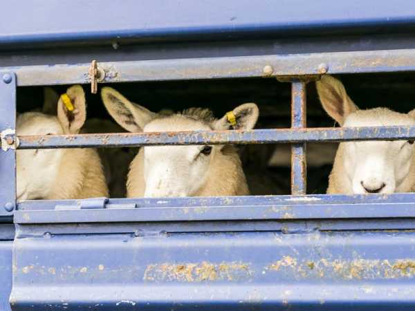 EU ministers step up fight against animal transport ban | INFBusiness.com