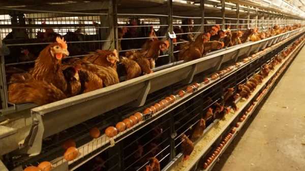 Slovak parliament pressured to make chicken farming cage-free | INFBusiness.com