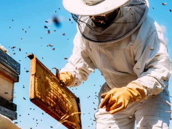 EU ministers relaunch call to improve honey labelling | INFBusiness.com