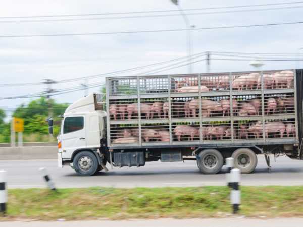 EU ministers step up fight against animal transport ban | INFBusiness.com