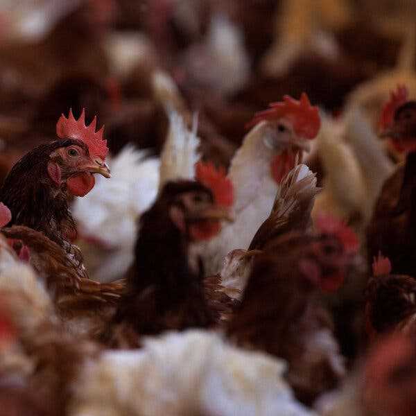 U.S. Considers Vaccinating Chickens Amid Bird Flu Outbreak | INFBusiness.com