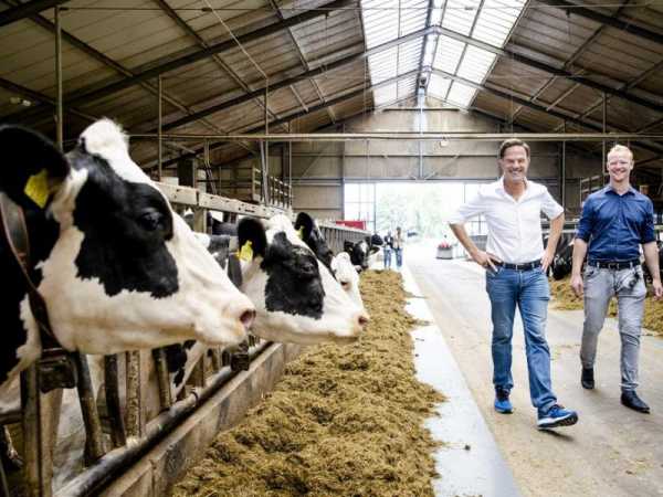 Farmers’ protest party set to shake up Dutch political landscape | INFBusiness.com
