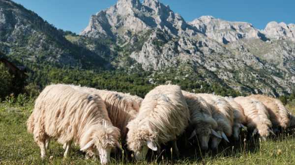 Record number of Albanian farmers scramble for government subsidies | INFBusiness.com