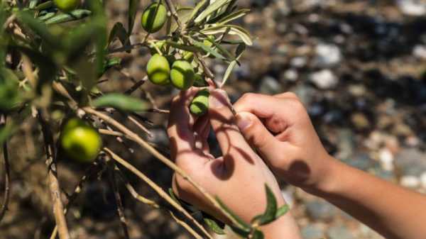 Save the Children survey shows troubling data for child labour in Italy | INFBusiness.com