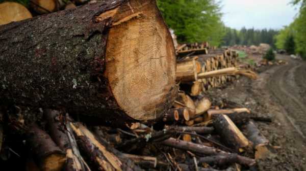 Illegal logging data from Romania contradictory, says EU Parliament delegation | INFBusiness.com