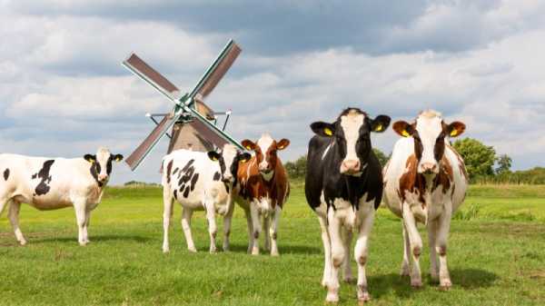 Dutch cabinet, farmers divided over proposed limit on cows per hectare | INFBusiness.com