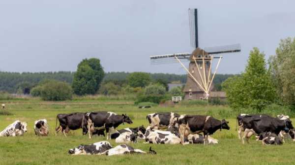 Dutch present long-awaited measures to buy out largest nitrogen polluters | INFBusiness.com