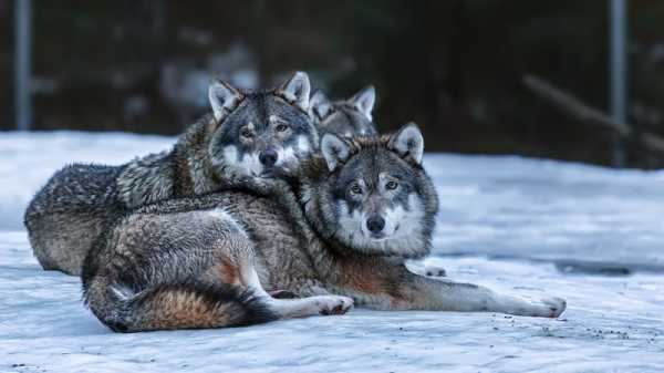 Finland’s wolf population continues to rise | INFBusiness.com