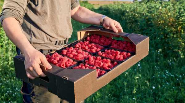 Polish raspberry farmers want to stop Ukrainian imports | INFBusiness.com