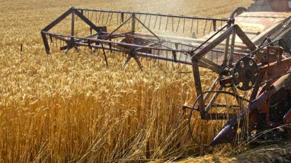 Russia’s exit from the global grain deal will also affect Serbia | INFBusiness.com