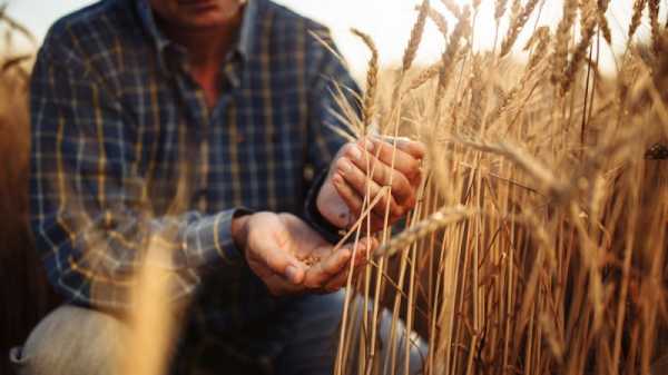 Albanian wheat farmers struggle with selling price, bad weather | INFBusiness.com