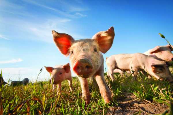 The EU industrial emissions directive vs livestock industry showdown | INFBusiness.com