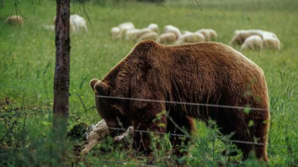 Slovak farmers call for regulations to protect farms from bear attacks | INFBusiness.com