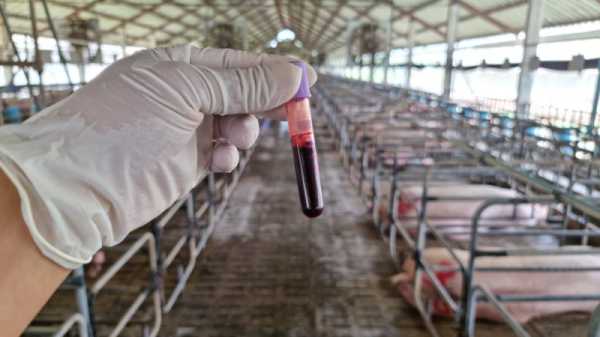 Bosnian Serb entity declares emergency over African swine fever | INFBusiness.com