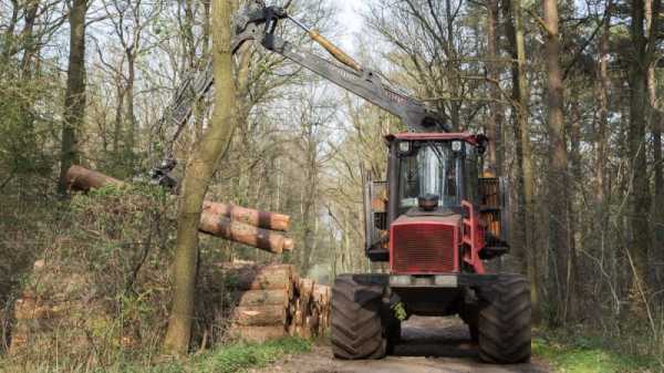 Netherlands tops EU importers list for third country products linked to deforestation | INFBusiness.com