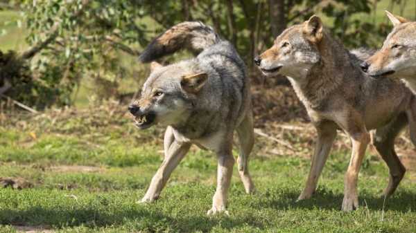 French government sides with EU Commission on wolf protection status review | INFBusiness.com