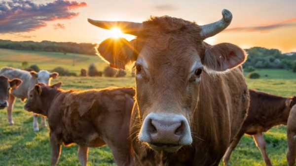 Dutch Animals Party demands 75% livestock decrease to lower emissions | INFBusiness.com