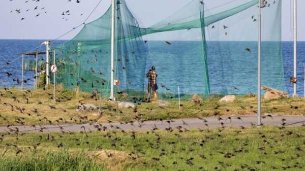 Malta opens ‘research’ bird trapping season, despite ongoing EU infringement probe | INFBusiness.com