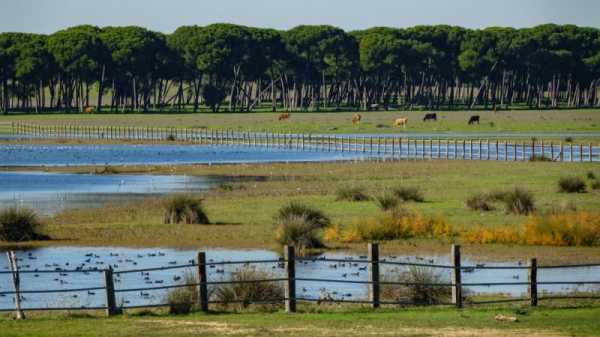 Spanish government blocks controversial irrigation law in drought-stricken Doñana | INFBusiness.com