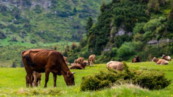 Romania’s recovery plan to finance pasture afforestation | INFBusiness.com