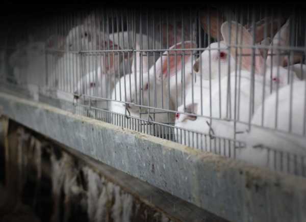 The EU's U-turn on caged farm animals — explained | INFBusiness.com