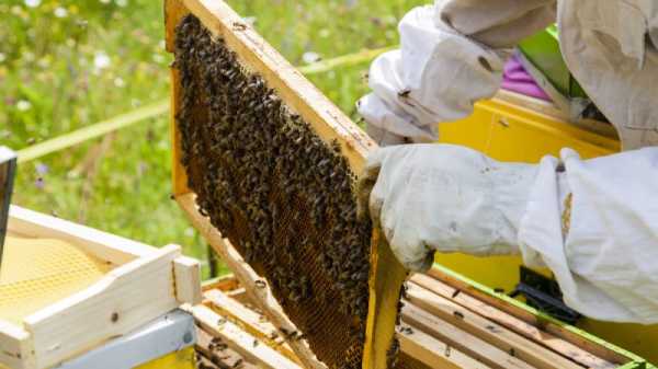Romanian government presents aid to beekeepers, farmers struggling amid Russian aggression | INFBusiness.com