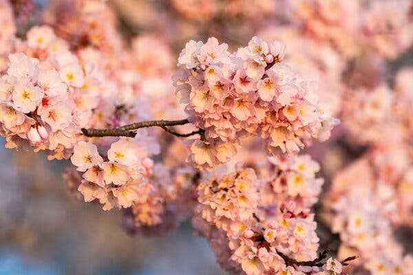 Japan Gives Washington 250 Cherry Trees as Replacements | INFBusiness.com