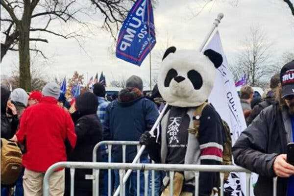 ‘Sedition Panda,’ a Jan. 6 Rioter in a Costume Head, Is Convicted