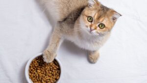 Відмінності між преміум і супер-преміум кормами для котів: поради та рекомендації