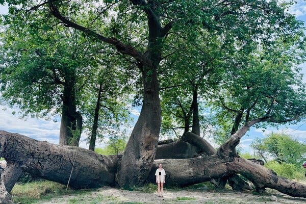 Things Are Looking Up for Africa’s Upside-Down Baobab Trees