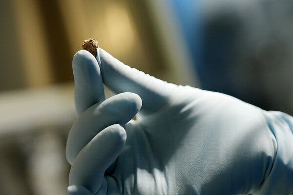 A close-up view of a piece of mummified cheese in a gloved hand.