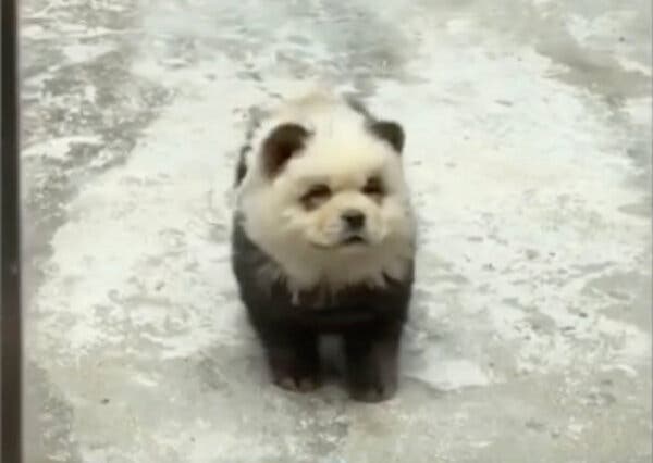 A dog dyed to look black and white like a panda. 