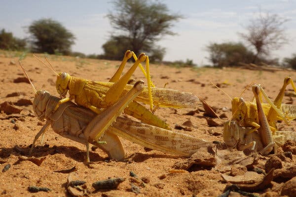 A yellow locust sitting on top of another locust on the desert ground.