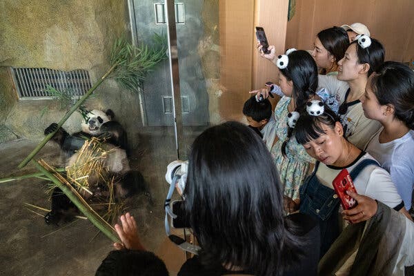 A panda lying on its back while holding a large stick of bamboo is on display behind glass. A group of visitors, some wearing headbands with panda heads as ears, are watching,