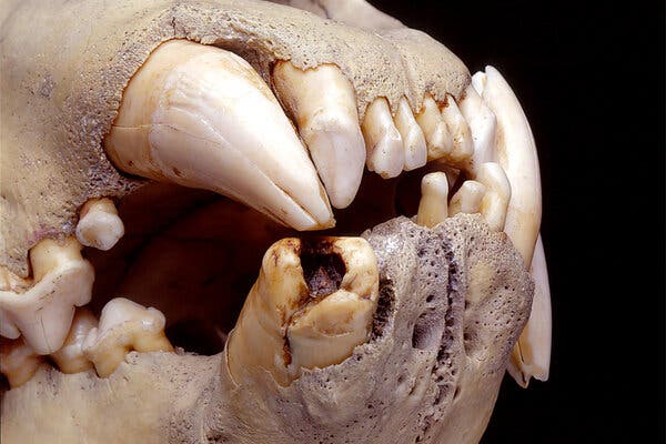 A close-up view of a lion skull, focused on the teeth, with a broken tooth where one of its canines should be.